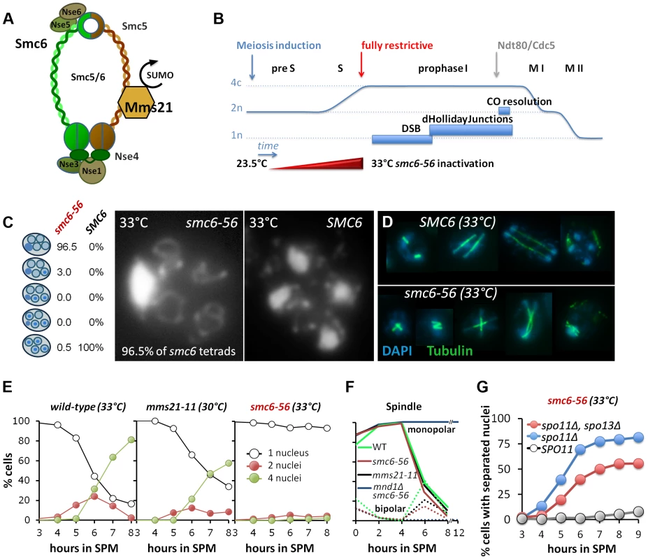 Smc6, but not Mms21 SUMO ligase activity is required for chromosome segregation after meiotic recombination.