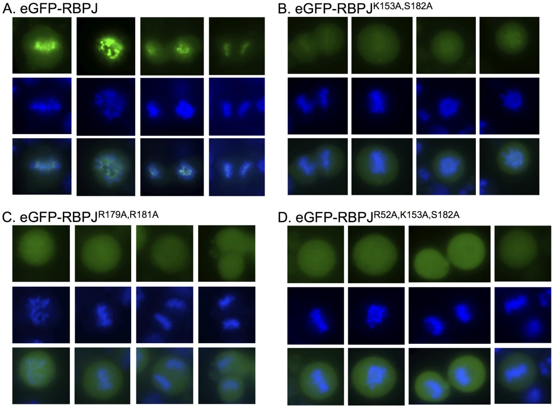 RBPJ associates with mitotic chromatin through direct DNA contacts.