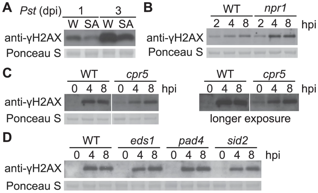 <i>Pst</i>-induced γ-H2AX accumulation during salicylic acid signaling and perception.