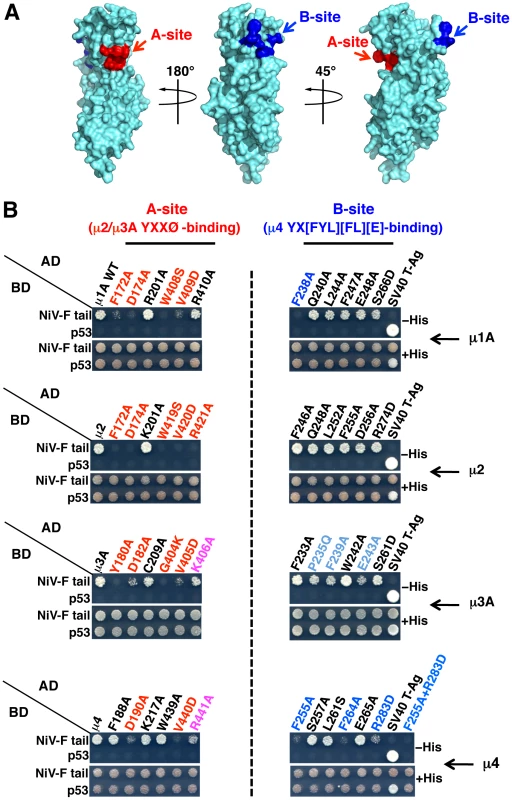 Binding sites on μ subunits involved in interactions with the NiV-F tail.