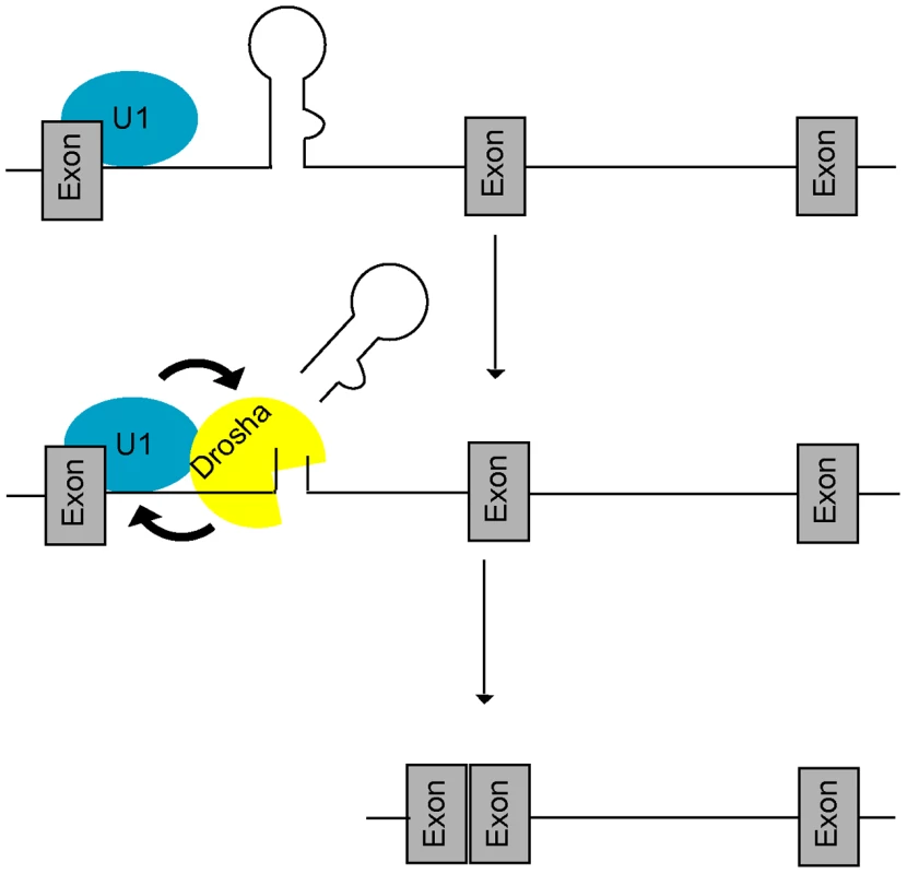 A feed-forward model of microprocessing and splicing.