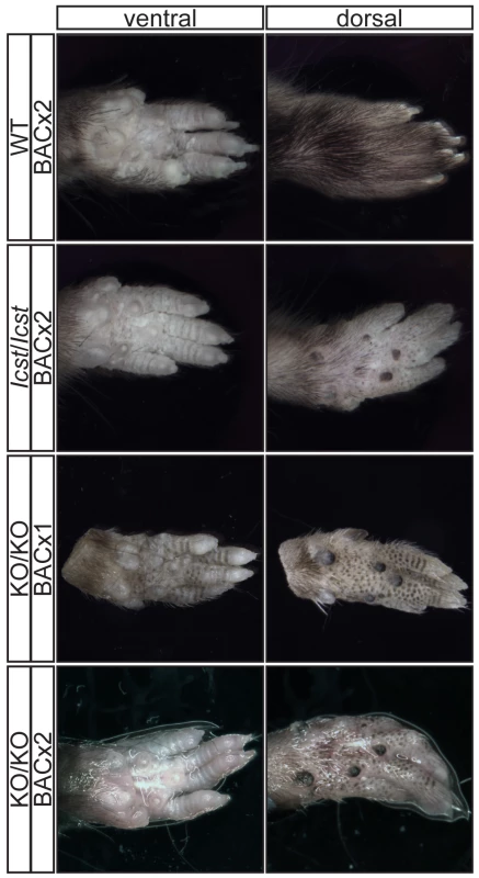 Forepaw phenotype of transgenic rescue mice.