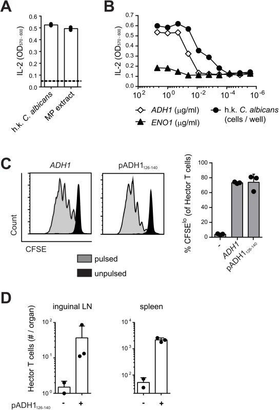 Hector T cells recognize residues 126–140 of <i>C</i>. <i>albicans</i> ADH1.
