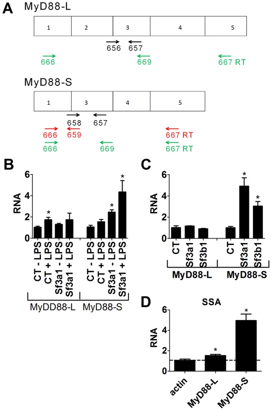 qPCR assay demonstrates that inhibition of SF3A1 or SF3B1 enhances production of MyD88<sub>S</sub> mRNA.