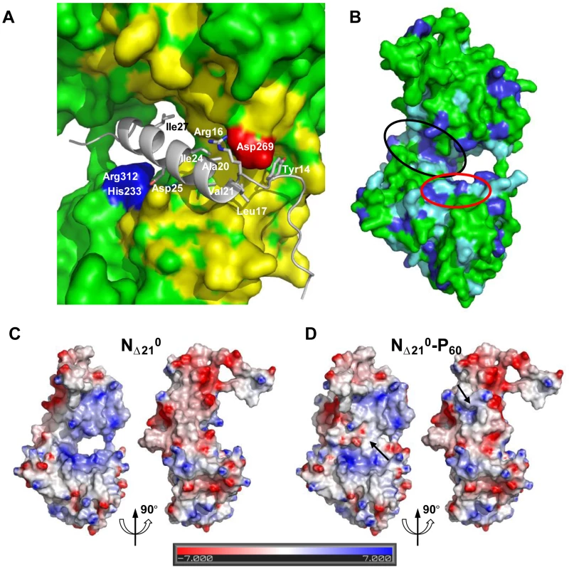 Surface properties and amino acid conservation in the P binding site.