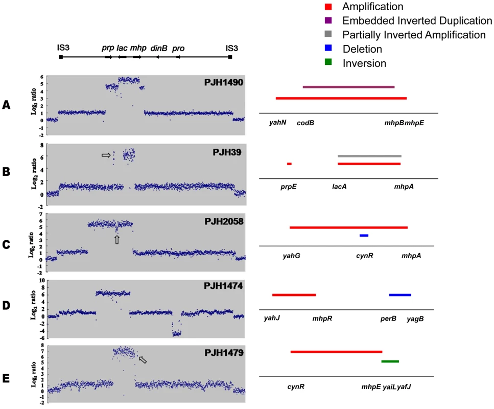 Complex rearrangements on the F′<sub>128</sub> revealed by oligonucleotide aCGH and confirmed by PCR and DNA sequencing.