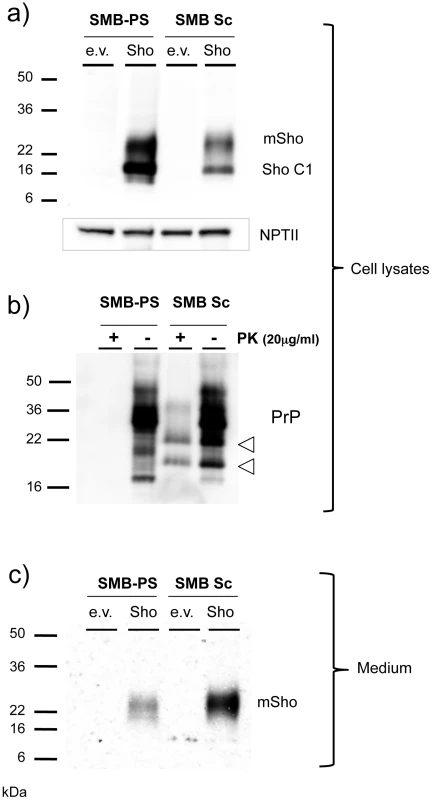 Sho protein in chronically infected SMB cells.
