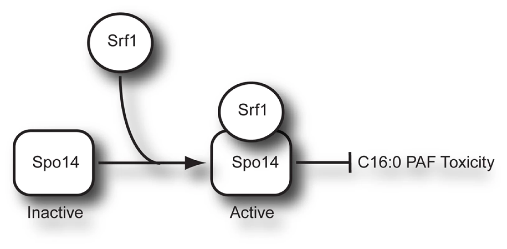 Model of Srf1 regulation of Spo14 activity in mitotic cells.