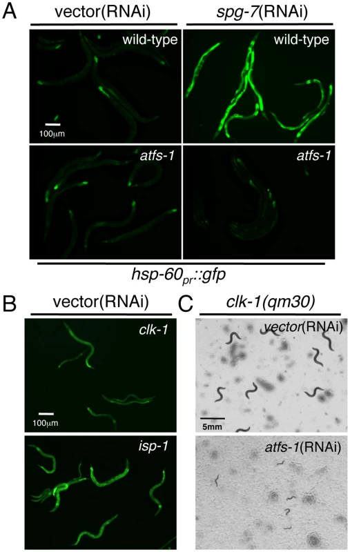 ATFS-1 Is Required for Mitochondrial Chaperone Induction and Development during Mitochondrial Stress.