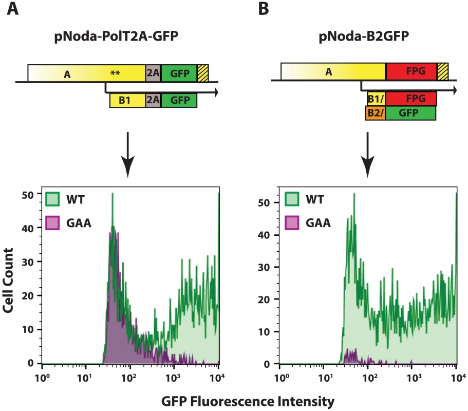 GFP expression from the two replicon designs.
