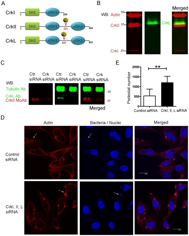 Pedestal formation in HeLa cells treated with siRNA to reduce CrkI/II and CrkL expression.