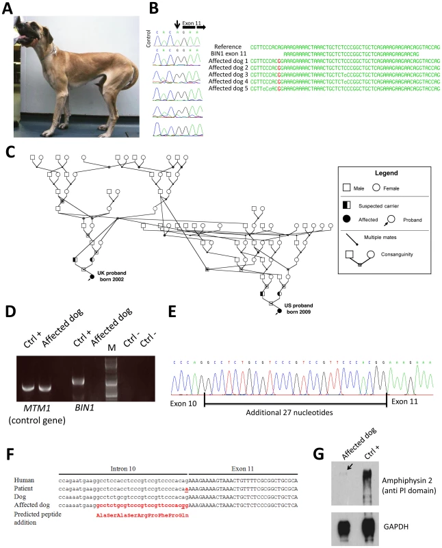 The canine Inherited Myopathy of Great Danes results from a <i>BIN1</i> mutation in the exon 11 acceptor splice site.