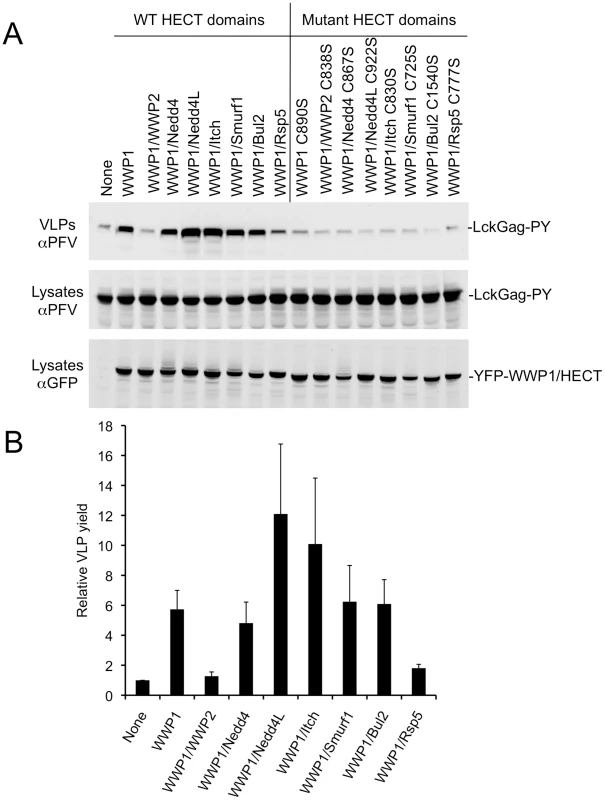 Stimulation of PPxY-dependent VLP production by chimeric HECT ubiquitin ligases.