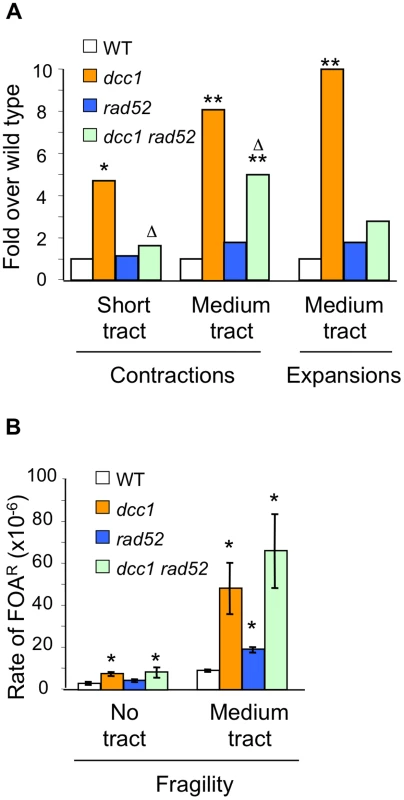 Analysis of <i>rad52</i> effects on triplet repeat instability phenotype of <i>dcc1</i>.