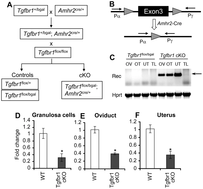 Generation of <i>Tgfbr1</i> conditional knockout mice.