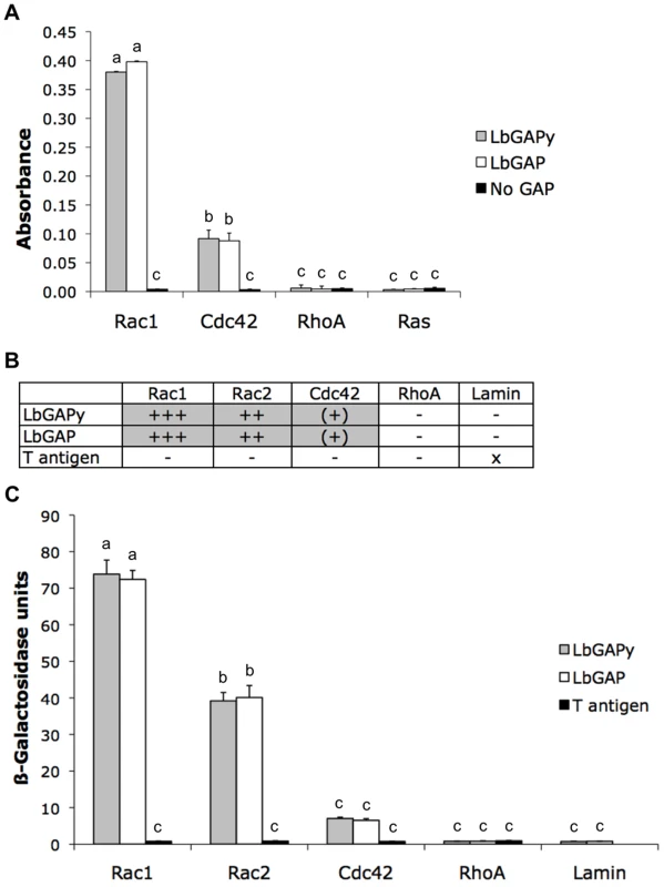 LbGAPy displays a GAP activity <i>in vitro</i> and interacts with <i>D. melanogaster</i> Rac1 and Rac2.