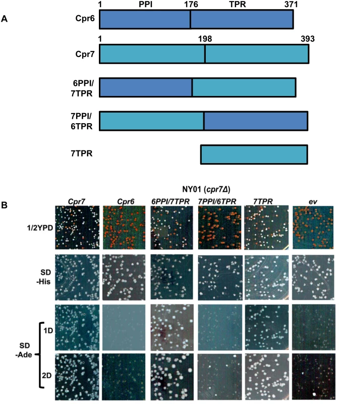 Cpr7 tetratricopeptide domain is important for [URE3] prion propagation.