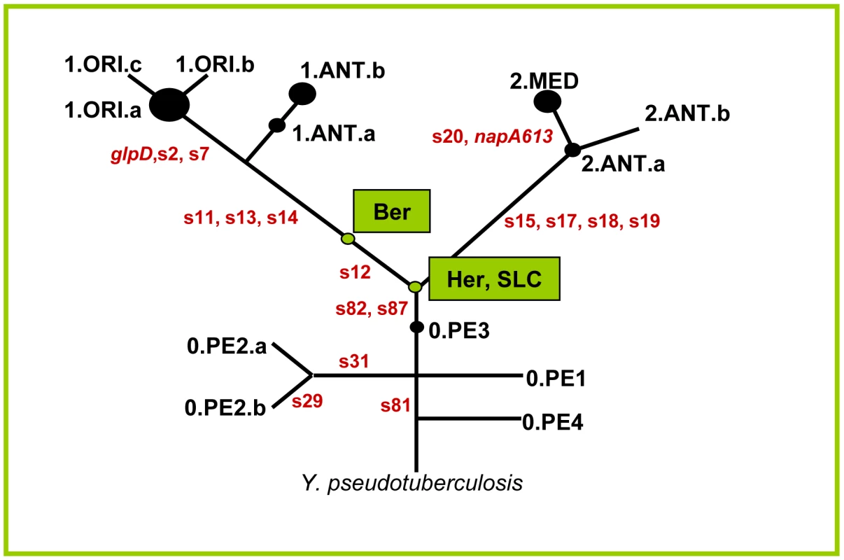 Schematic phylogenetic tree of <i>Y. pestis</i> derived from Achtman <i>et al.</i> <em class=&quot;ref&quot;>[<b>11</b>]</em> with the position of the ancient strains.