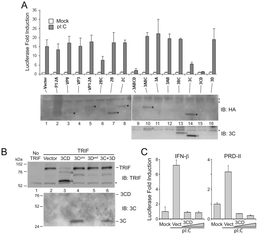 The HAV 3CD protease-polymerase precursor disrupts TLR3 signaling through cleavage of TRIF.