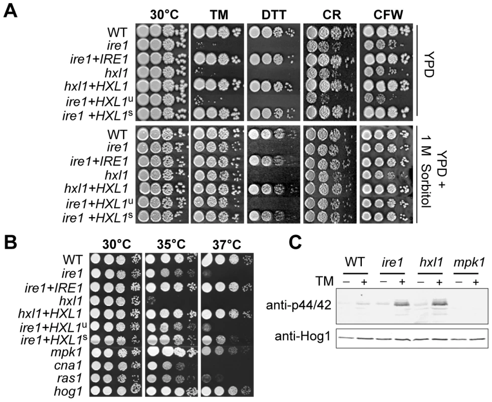 Functional analyses of <i>C. neoformans HXL1</i> deletion and complementation.