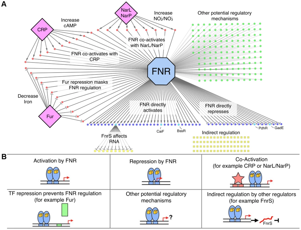 The FNR transcriptional network and categories of FNR regulation.