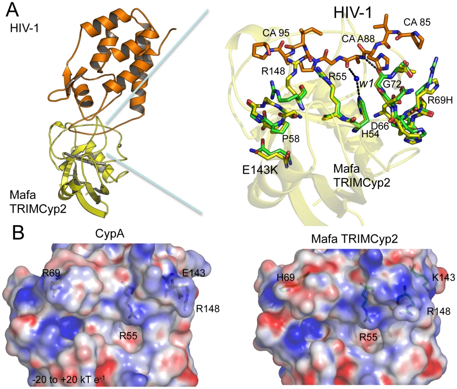 Crystal structure of the Mafa Cyp:HIV-1 N-terminal capsid domain complex.