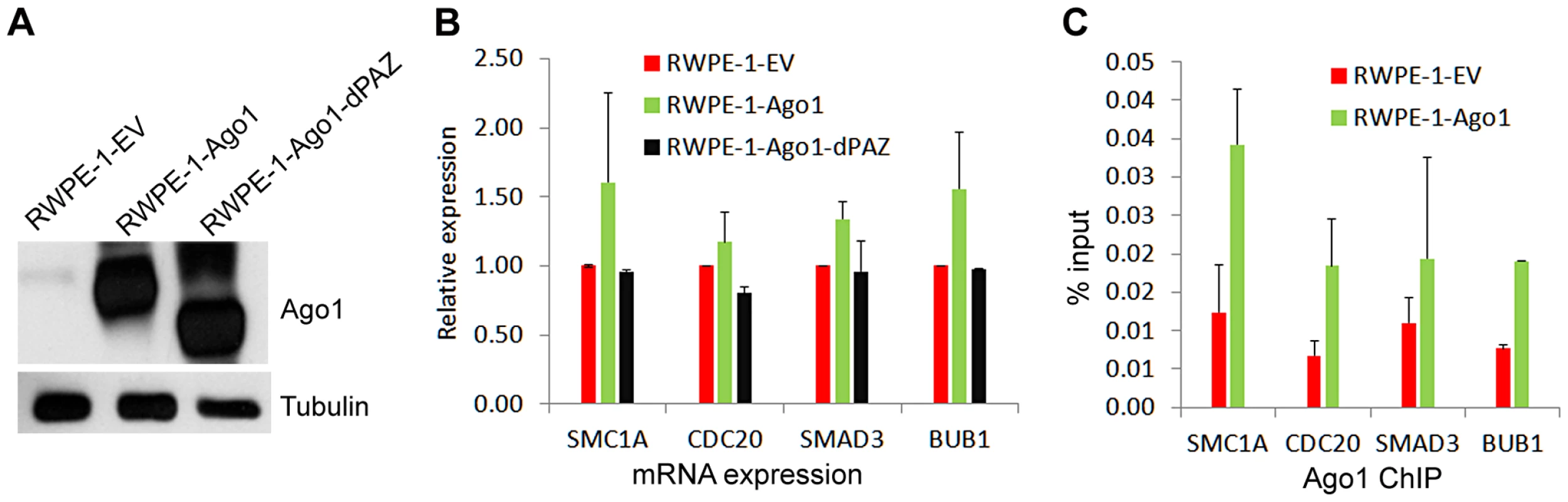 Overexpression of Ago1 leads to increase Ago1 binding of promoters and increased expression of their associated genes.