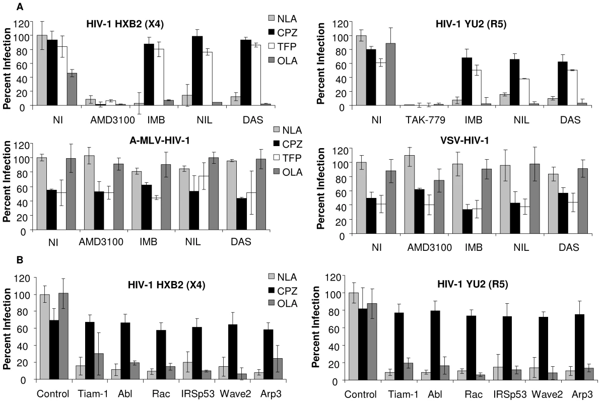 Abl kinase inhibitors and expression of siRNA targeted to the Wave2 complex block HIV-1 Env-mediated infection at a post-hemifusion step.