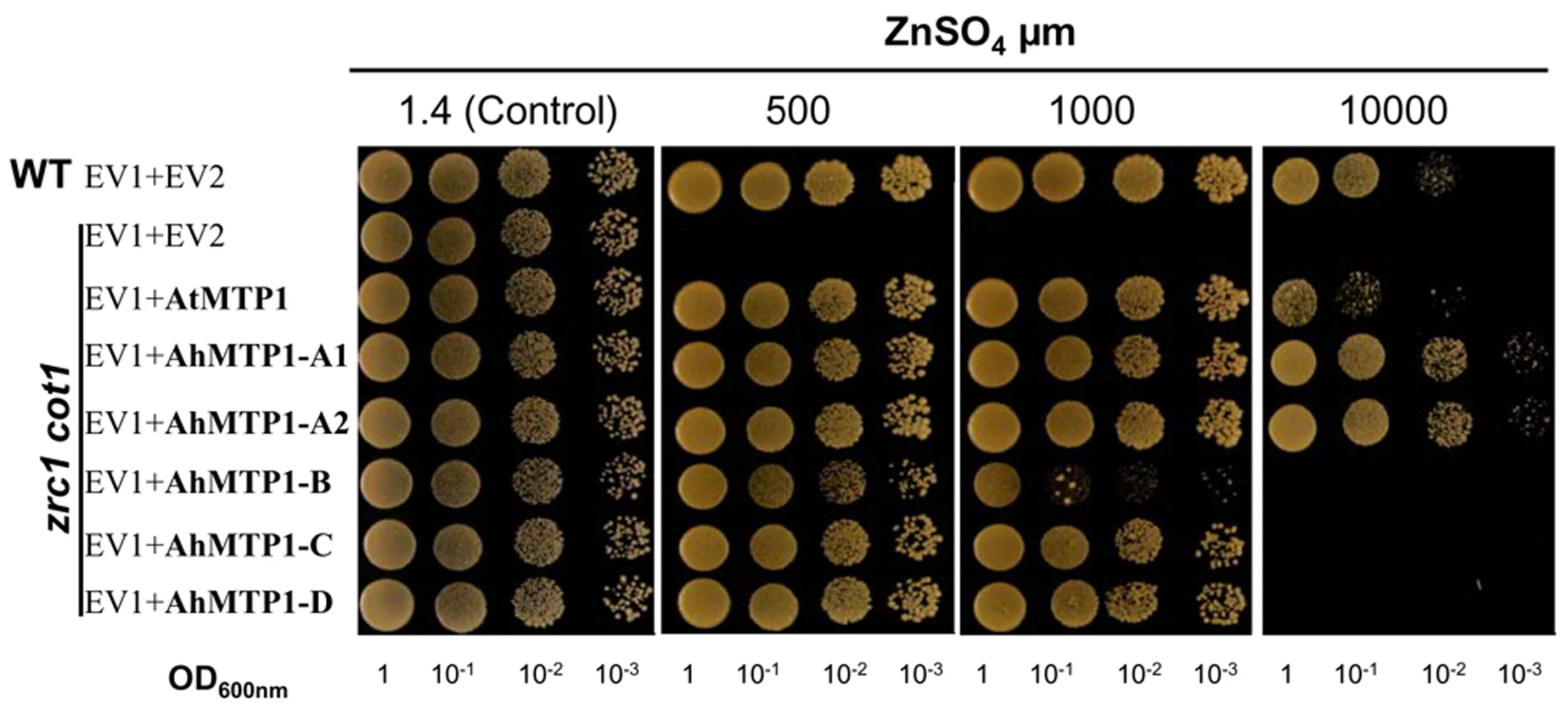 Functional complementation of the zinc-hypersensitivity of the <i>zrc1 cot1</i> yeast mutant by <i>AhMTP1</i>s and <i>AtMTP1</i>.