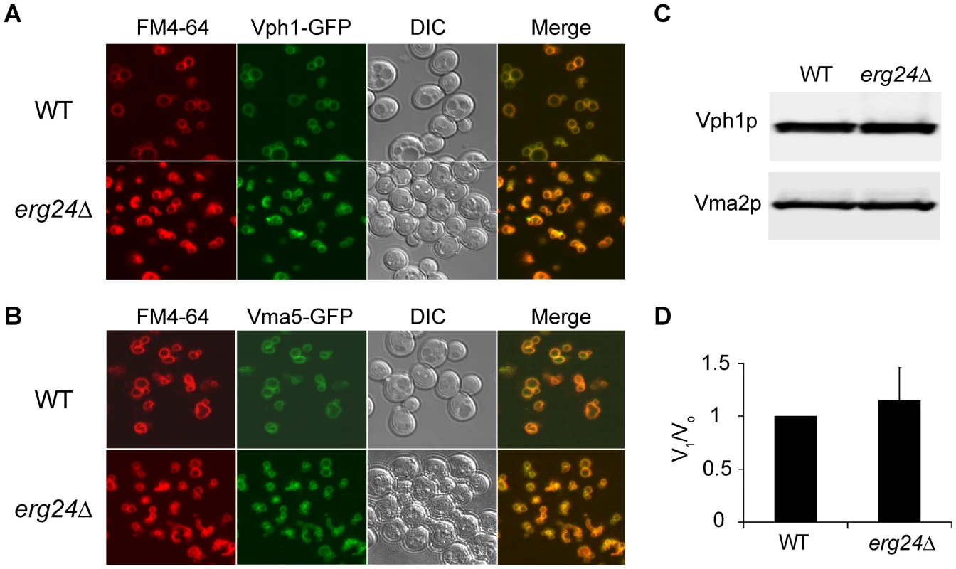 Expression and localization of V-ATPase in <i>erg24Δ</i>.