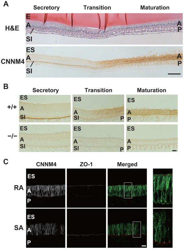 Basolateral localization of CNNM4 in the ameloblasts.