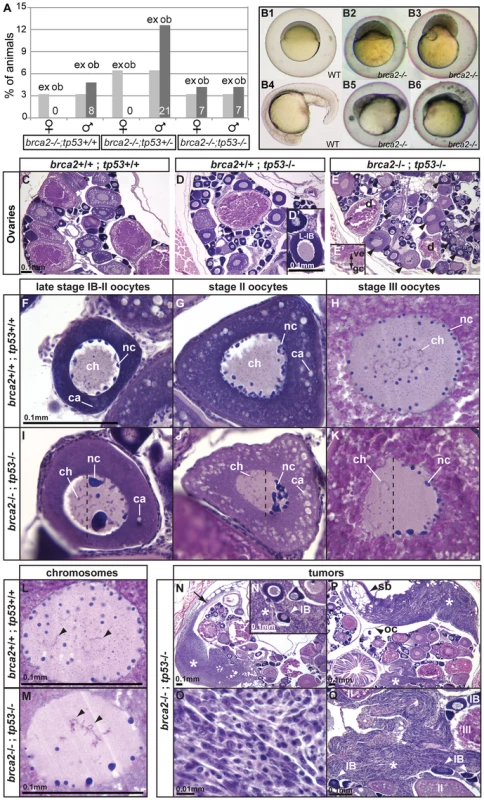 Mutation of <i>tp53</i> rescued the <i>brca2</i> sex reversal phenotype, yielding infertile double-mutant females that produced ovaries containing oocytes with altered nuclear architecture that developed into defective embryos and that produced invasive ovarian tumors.