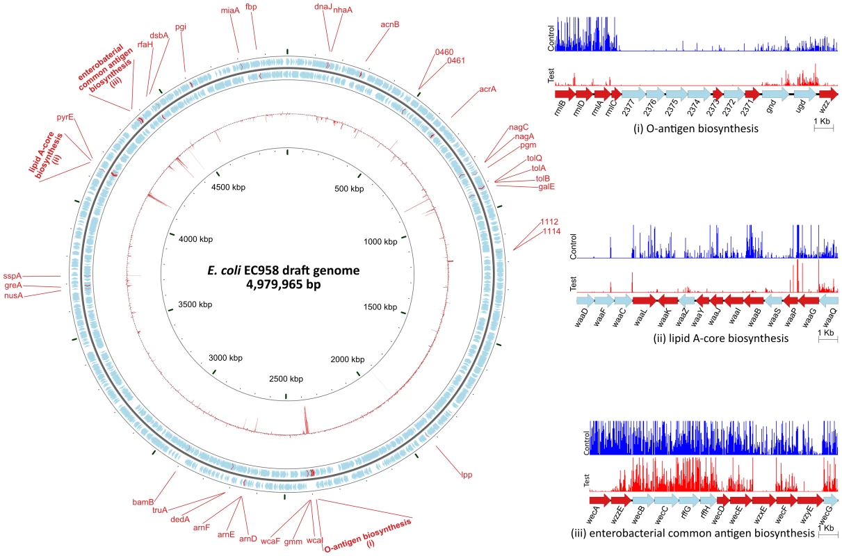 Overview of the <i>E. coli</i> EC958 serum resistance genes.