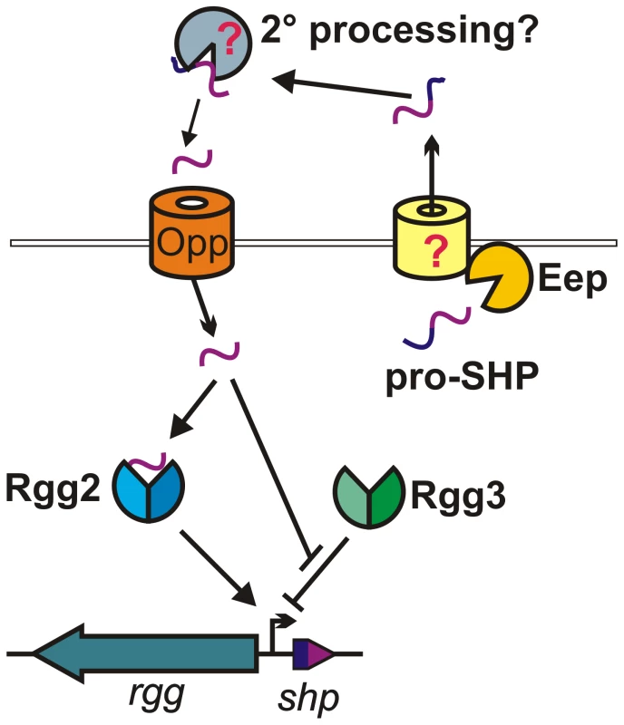 Model for Rgg2/3-SHP2/3 regulation.