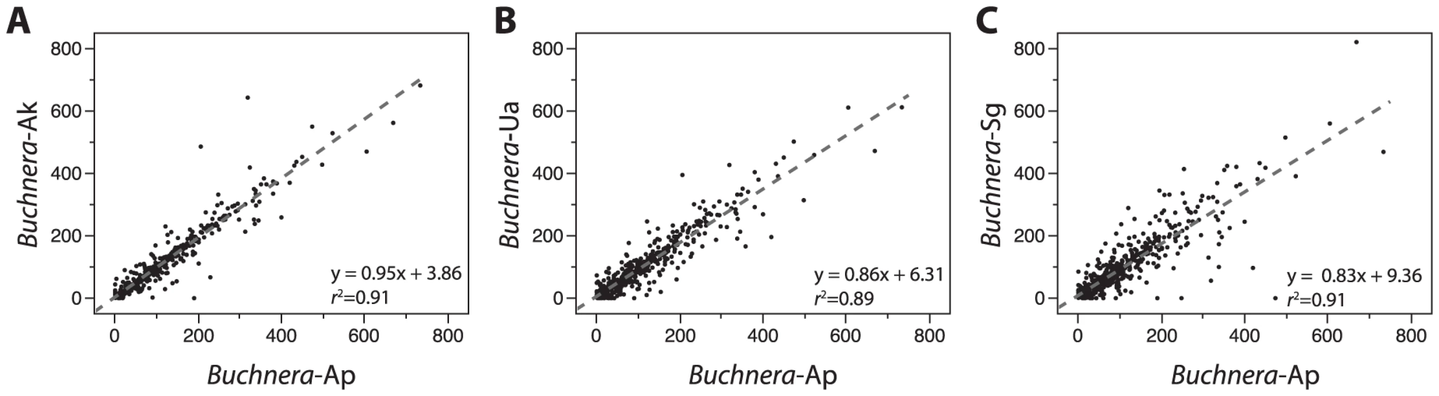 Conservation of IGS lengths among &lt;i&gt;Buchnera&lt;/i&gt; from Aphidinae hosts.