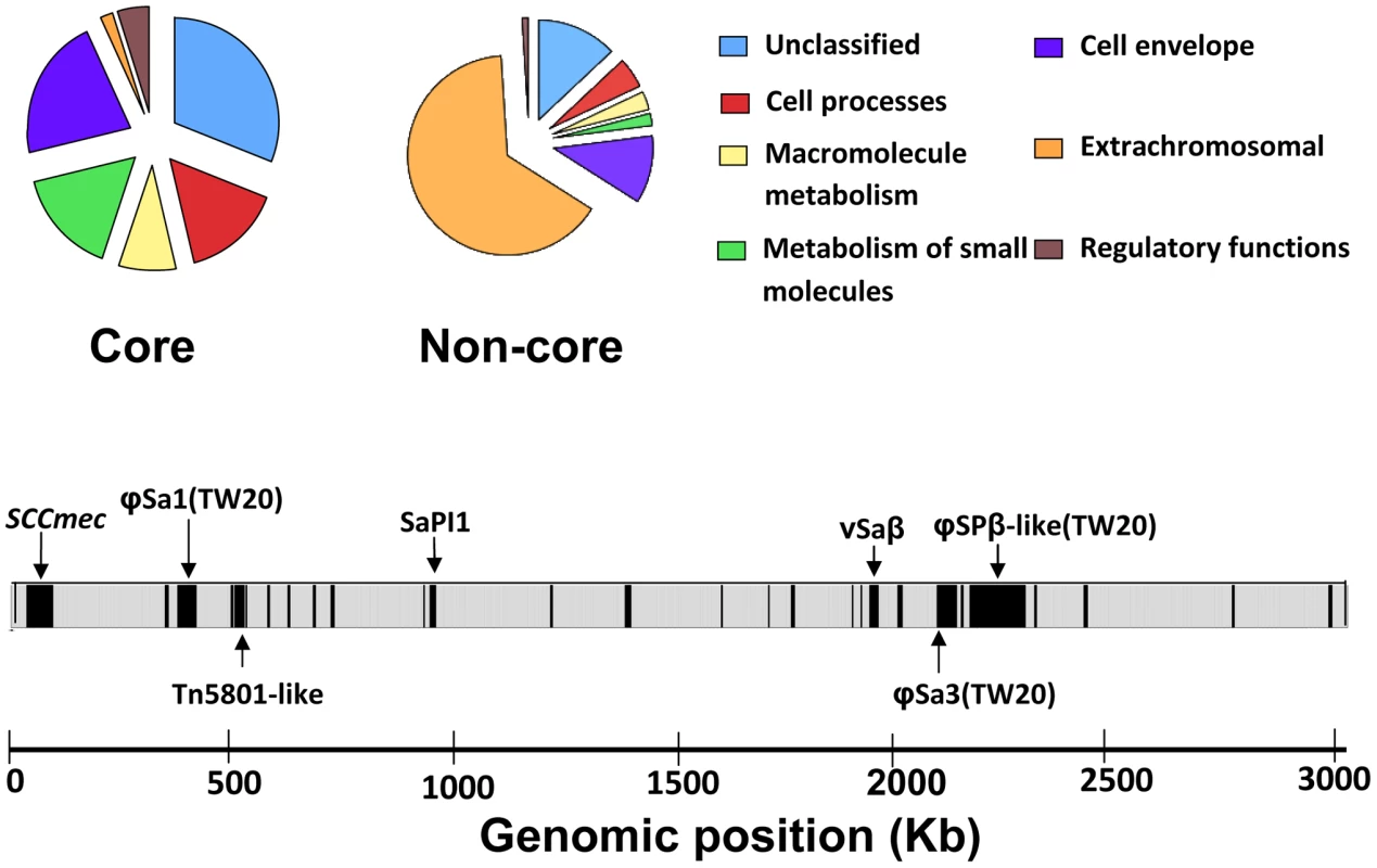 Functional classification of genes assigned to core and non-core regions based on an adapted version of Riley's classification.