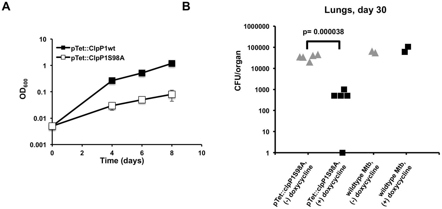 A catalytically inactive ClpP allele inhibit Mtb growth <i>in vitro and during infection</i>.