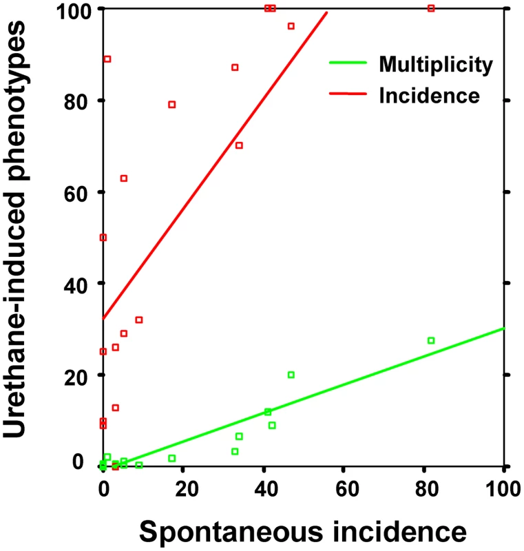 Spontaneous lung tumor incidence correlates with both urethane-induced lung tumor multiplicity (green) and incidence (red) in mouse inbred strains.