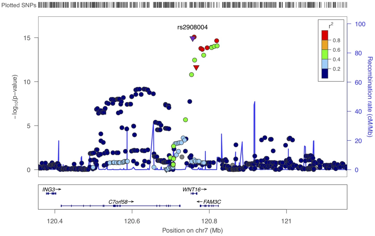 Scatter plots of the observed association of 7q31 locus with forearm BMD.