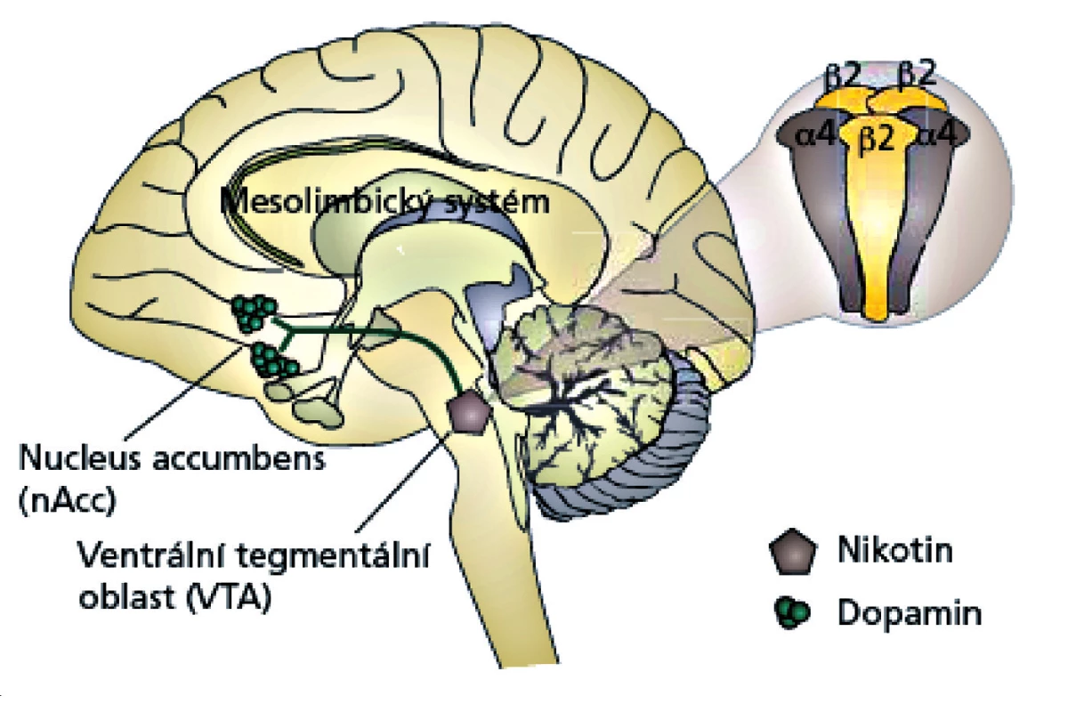 Schéma umístění nikotin – acetylcholinových receptorů v mozku