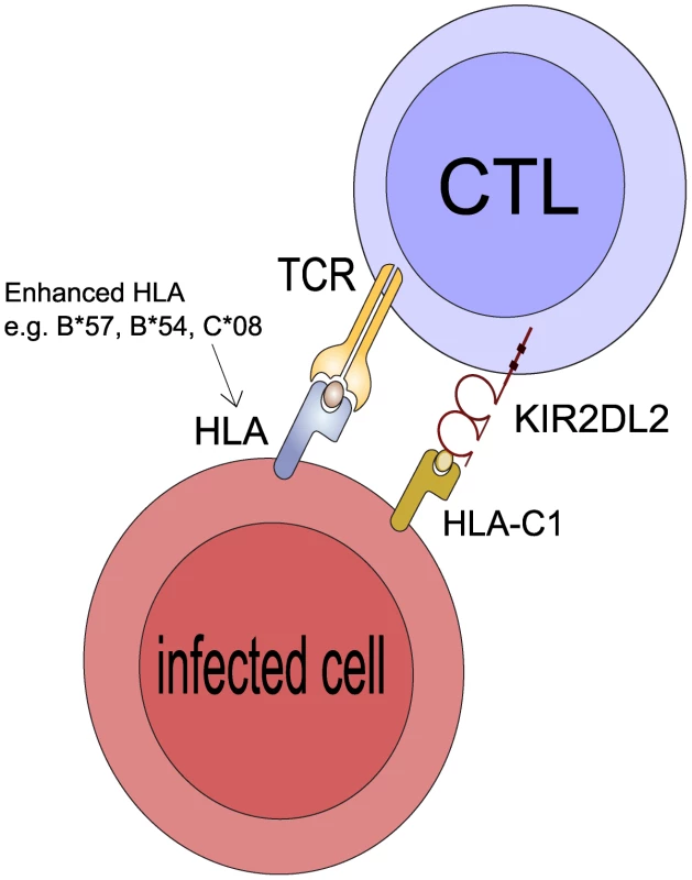 Postulated mechanism: KIR2DL2 reduces clonal exhaustion of CD8+ T cells and is necessary for an effective immune response in the face of chronic antigen stimulation.