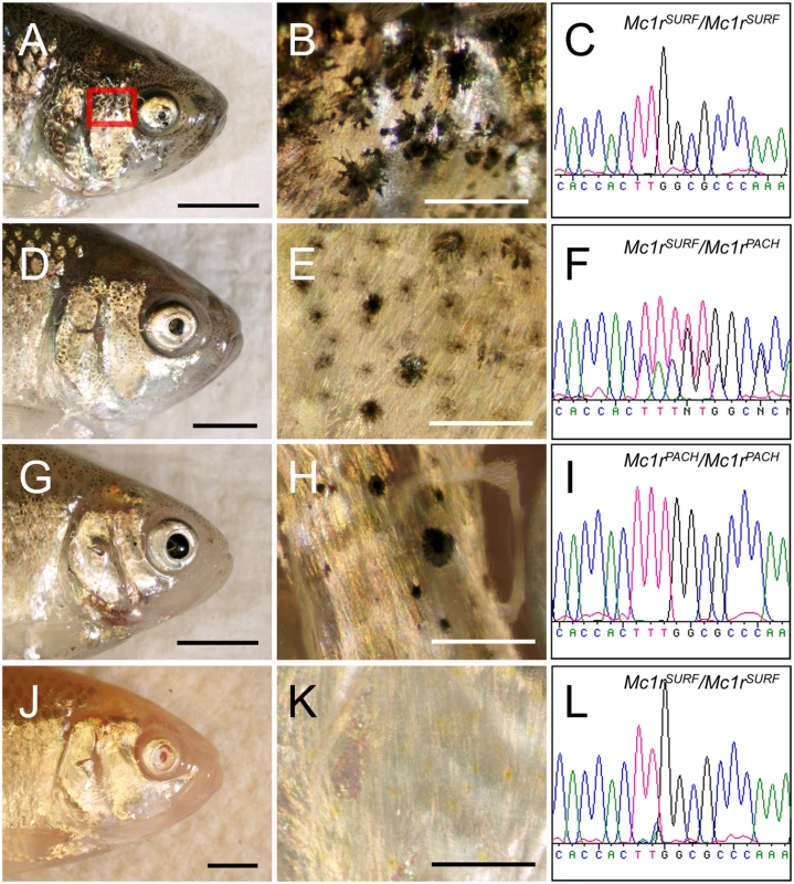 <i>Mc1r</i> genotype-phenotype correlation in representative members of an F<sub>2</sub> pedigree derived from a Surface×Pachón cavefish cross.