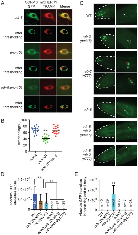 ODR-8 acts in an early step in ODR-10 trafficking to the AWA cilia.