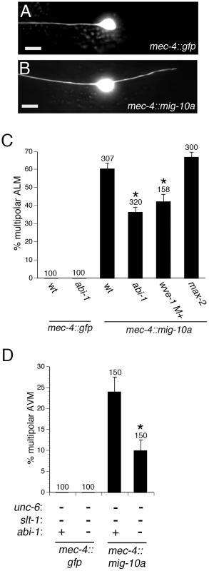 ABI-1 and WVE-1 mediate outgrowth-promoting activity downstream of MIG-10.