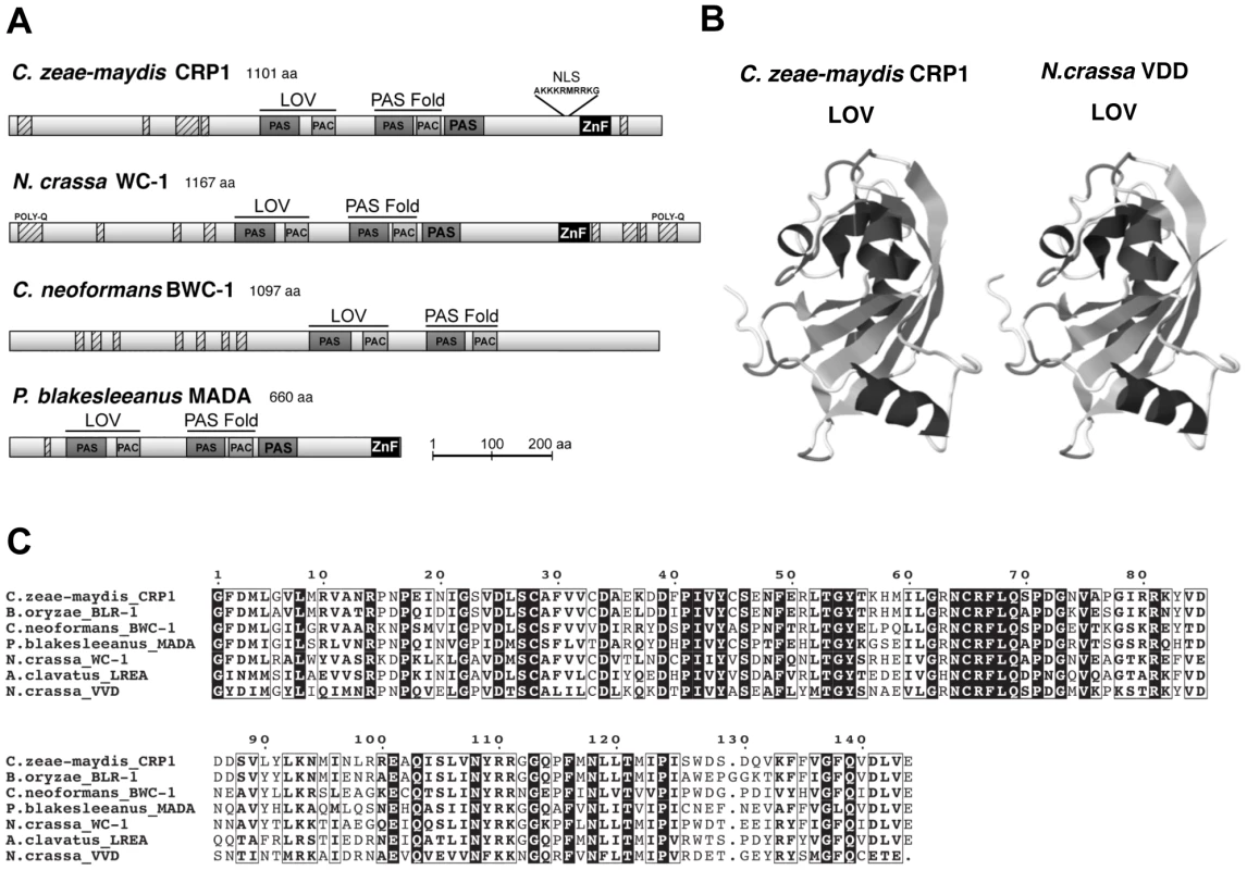<i>CRP1</i> encodes a putative ortholog of the <i>N. crassa</i> protein WC-1.