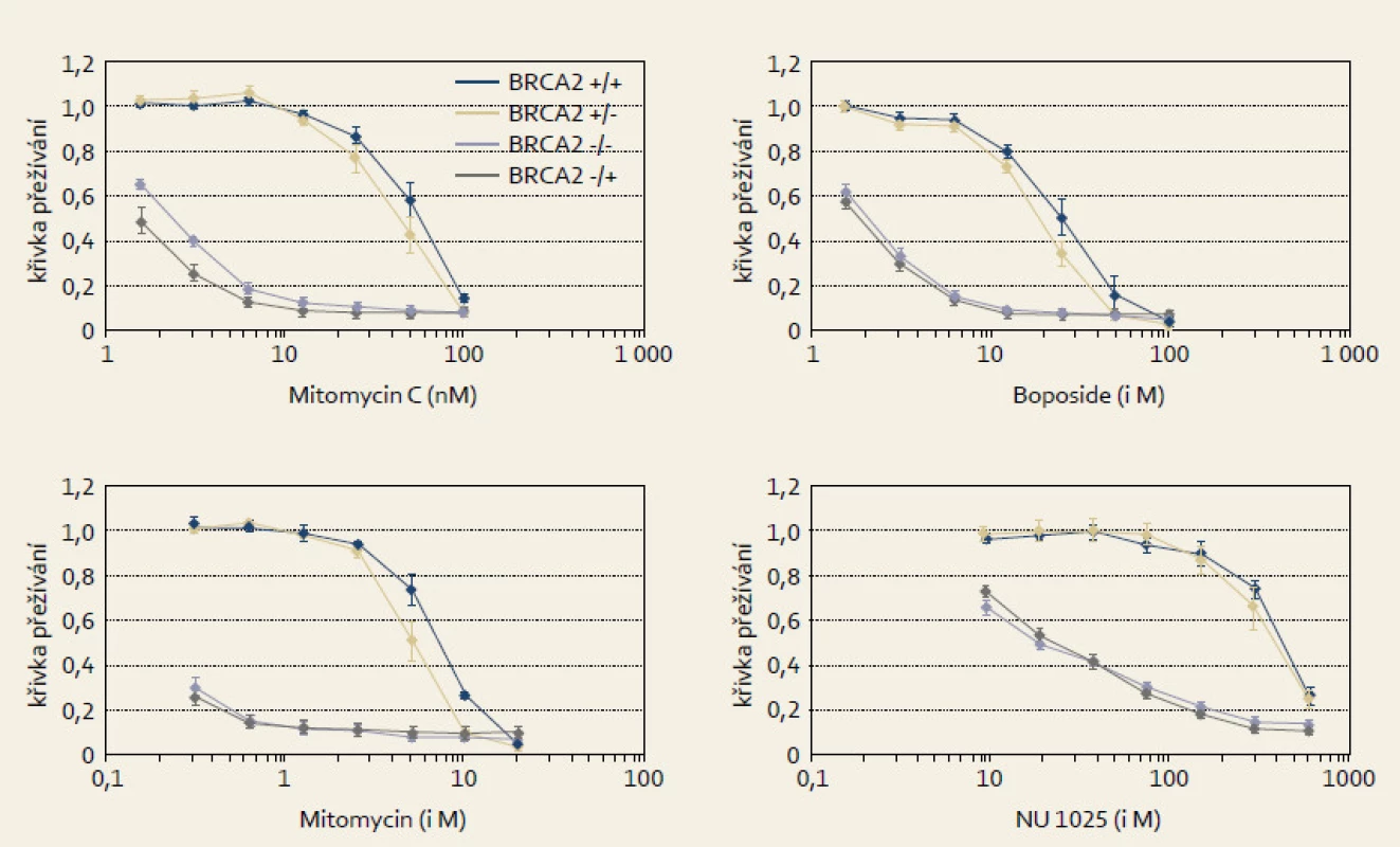 Selektivní citlivost experimentálních nádorových BRCA2 deficitních buněk k látkám poškozujícím DNA jako mitomycinu C, melfalanu, etopozidu či k PARP inhibitorům (NU 1025). Modifikováno dle Hucl et al [11]. 
Fig. 5. Selective sensitivity of experimental BRCA2 deficient cancer cells to DNA damaging agents such as mitomycin C, melphalan, etoposide or PARP inhibitors (NU 1025). Modified from Hucl et al [11].