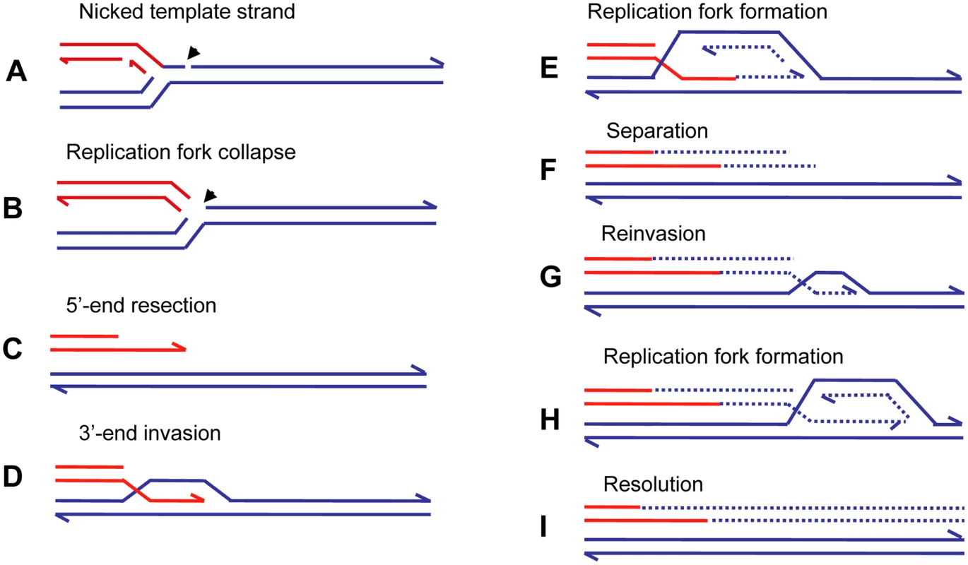 Repair of a collapsed replication fork by BIR.
