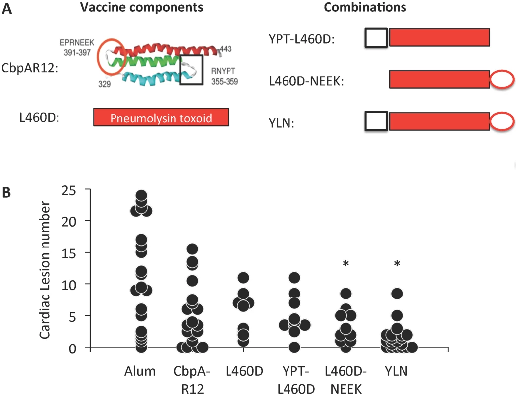 YLN immunized mice are protected against lesion formation.