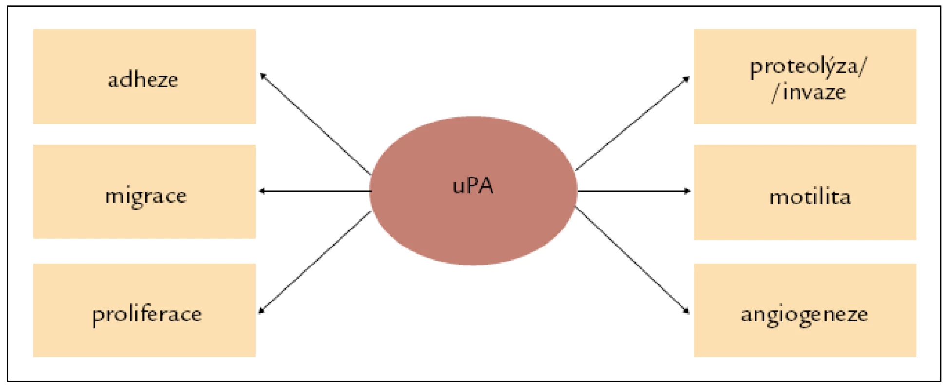 Multifunkční potenciál uPA. Upraveno podle [16].