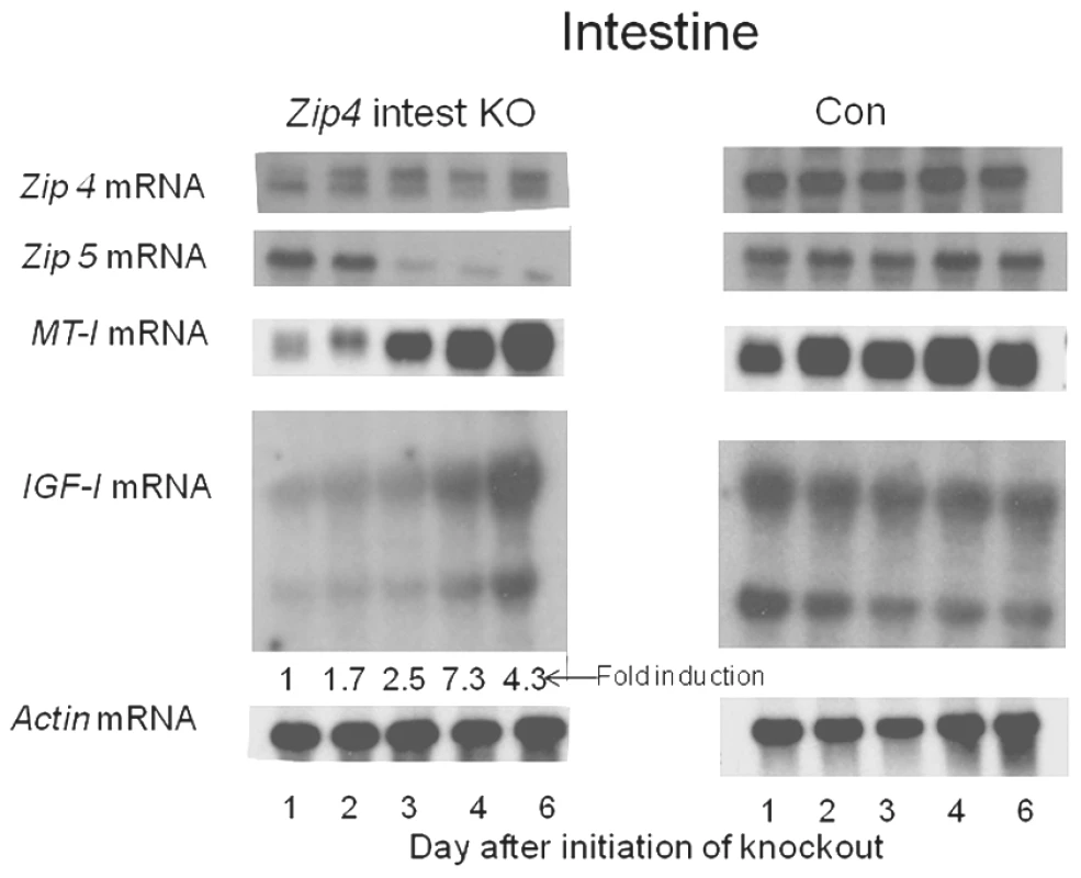 Northern blot analysis of temporal changes in small intestine gene expression after intestine-specific deletion of <i>Zip4</i>.